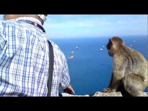 Gibraltar - Tourist Guide feeding apes and explaining surrounding