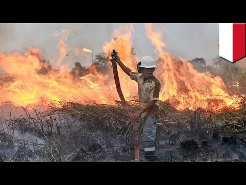 Indonesia haze crisis: Smog from Indonesian forest fires worsens across Southeast Asia - TomoNews