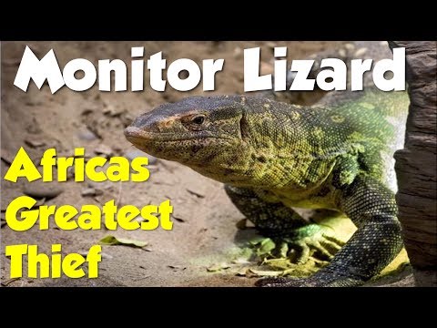 BBC Wildlife - Monitor Lizard - Africas Greatest Thief