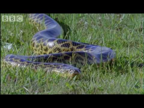 Attenborough - Anaconda gives birth underwater - BBC wildlife