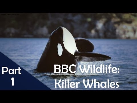 BBC Wildlife: Killer Whales [1/4]