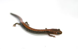 Red Back Salamander