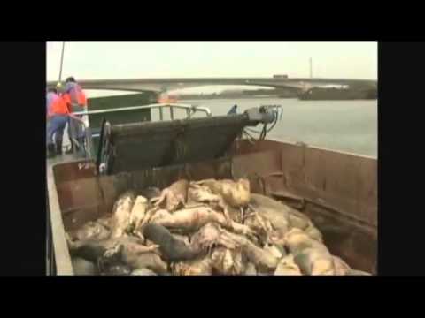 MASS ANIMAL DIE-OFF: Number Of Dead Pigs Flooding Shanghai River Rises To Nearly 6,000!