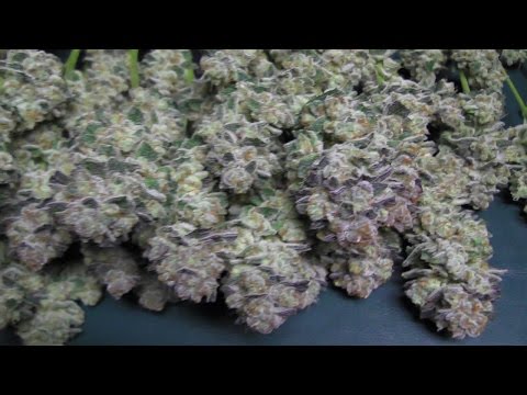 Mr.Tight's HOME GROWN REPORT - S2:E4 GDP Harvest