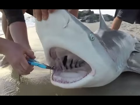 Shark Fishing from the Beach