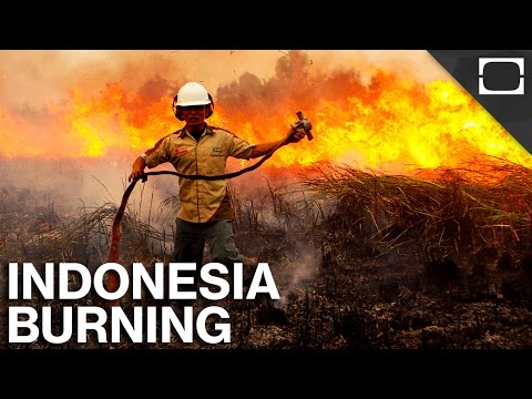 Why Is Indonesia On Fire?