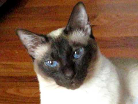 Talking Siamese Cat VERY talkative!  She answers all my questions!