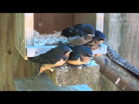 Baby Barn Swallows