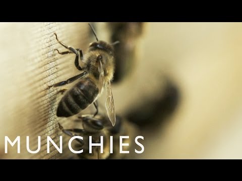 The Liquid Gold of Urban Beekeeping: MUNCHIES Presents