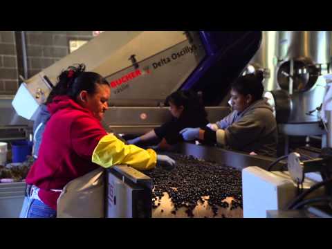 How Cabernet Sauvignon Is Made