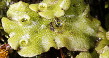 Liverworts