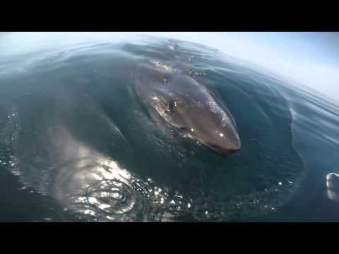 Huge Great White Shark cirles the boat and feeds on a Whale