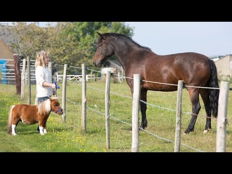 Tiny Horse: Cute Steed Suffers From Dwarfism