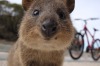 Teenager Nathan Schuitema was handed a $2500 fine for kicking a quokka. 