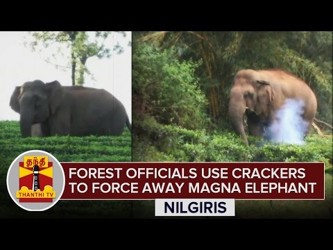 Nilgiris : Forest Officials burst Crackers to force out Rampant Magna Elephants - ThanthI TV