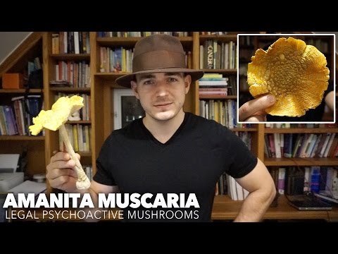 Amanita Muscaria (Legal Psychoactive Mushrooms)