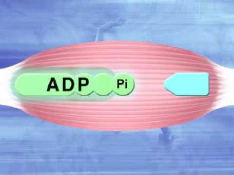 Anaerobic System (Anaerobic glycolysis)