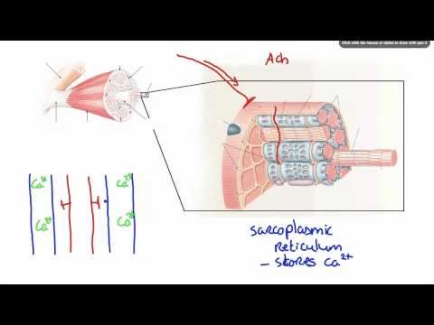 042 How Calcium ion release results in Muscle Contraction