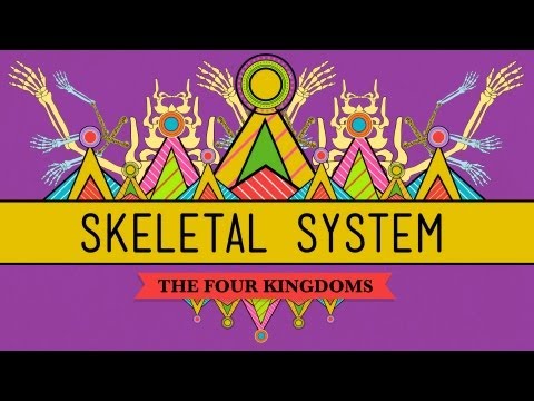 The Skeletal System: It's ALIVE! - CrashCourse Biology #30