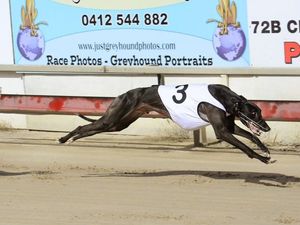 Dogwatch: outstanding highlights at Ipswich track
