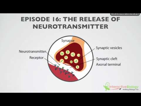 016 The Release of Neurotransmitter