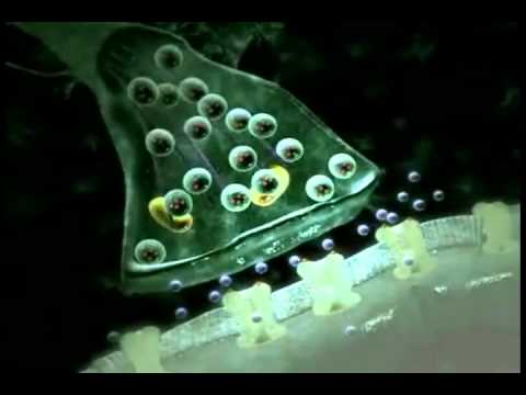 neurotransmission.avi