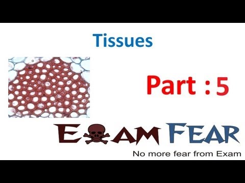 Biology Tissues part 5 (Simple Permanent tissue-Parenchyma,Collenchyma,Sclerenchyma) CBSE class 9 IX