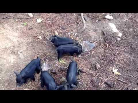 American Guinea Hogs (AGH): better news this morning...one big happy family.