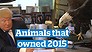 Animals that owned 2015 (Video Thumbnail)