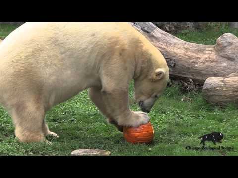 Halloween Pumpkin Treats at Brookfield Zoo