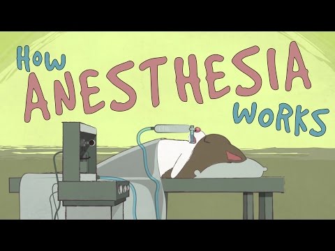 How does anesthesia work? - Steven Zheng