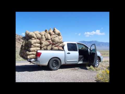 Our 2012 American pinon pine nut harvest from forest to fork,  Goods From The Woods PINENUT.com