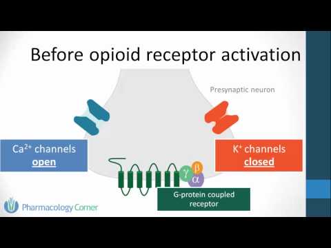 Opioid pharmacology part 1: classification and cellular mechanisms