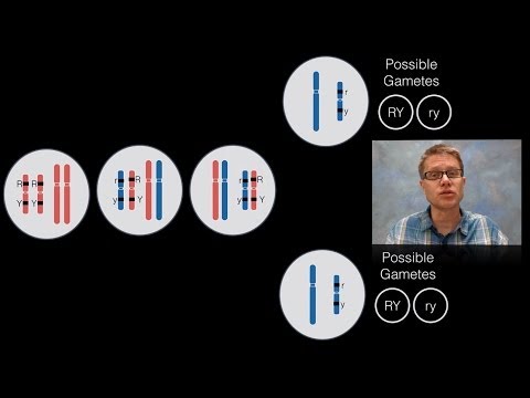 Chromosomal Inheritance