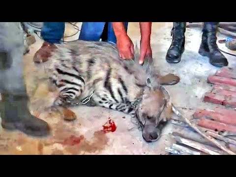 Injured Hyena Brutally Tortured by "Palestinian" Arabs then Saved by Israeli Soldiers