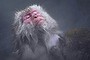 YAMANOUCHI, JAPAN - DECEMBER 27:  Macaque monkeys bathe in a hot spring at the Jigokudani Yaen-koen wild Macaque monkey park on December 27, 2015 in Yamanouchi, Japan. The wild Japanese macaques are known as snow monkeys, according to the park's official website.  (Photo by Tomohiro Ohsumi/Getty Images) a