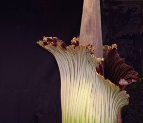  Corpse Flower II (sl1)