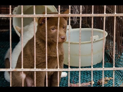 The cruel dog meat and fur trade in China - Animal Equality investigation