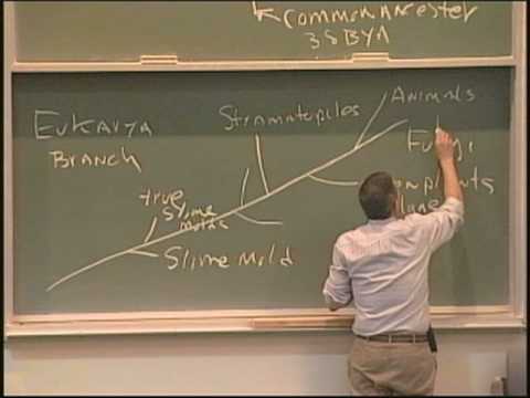 Biology 1B - Lecture 1: Introduction / Fungi