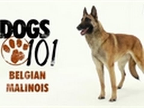 Dogs 101 - Belgian Malinois