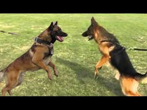 German shepherd vs Belgian malinois FACTS