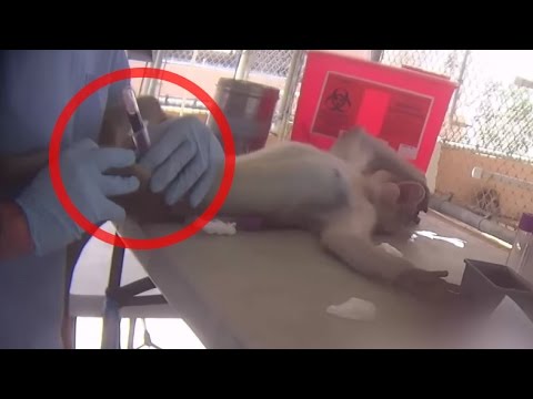 Monkeys Abused by Notorious Laboratory Dealer | A PETA Eyewitness Investigation