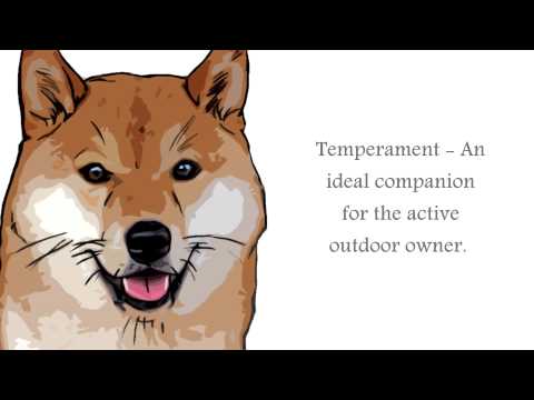 Shikoku  Dog İnformation