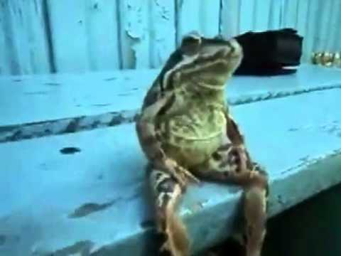 Frog relaxes, world goes wild (VIDEO) -- Yahoo! News.flv