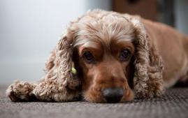 Cocker Spaniel