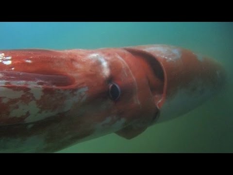 Giant squid surfaces in Japanese harbor