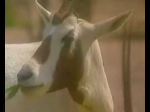 Arabian oryx - endangered species conservation success