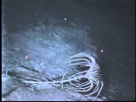 Crawling Crinoid