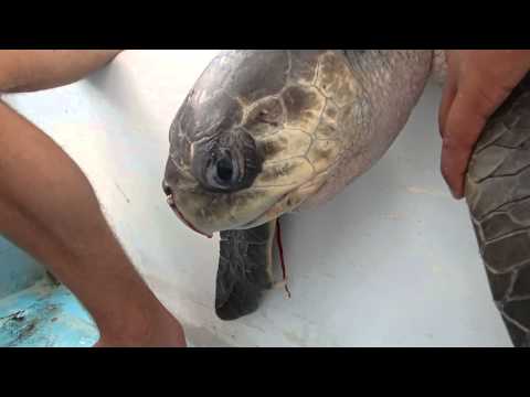 "NO" TO PLASTIC STRAWS - Sea Turtle with Straw up its Nostril