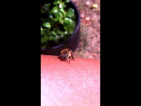 Honey bee lands on my arm.